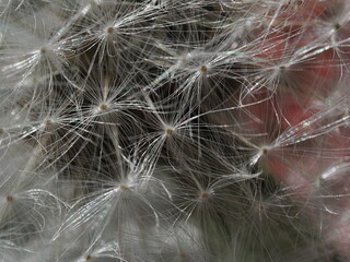Fototapeta premium Macro photo of dandelion seeds in their fluffy stage. The fine white parachutes reflect light beautifully, creating a sense of lightness and transparency against a soft, blurred background.