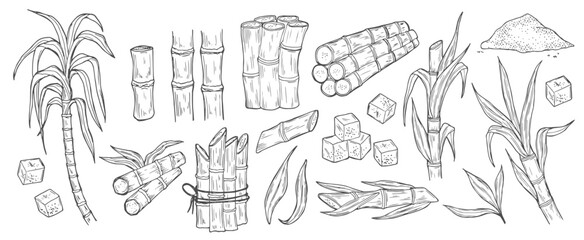 Sugar cane. Natural organic sweetener harvest illustration. Sugar cane plant, stem bunch, stalk and leaves, sweet spice cube and powder ingredient engraved sketch isolated vector set on background