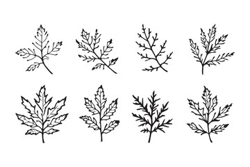 Set of 6 pec in two row  Black Alder_ line art on white background