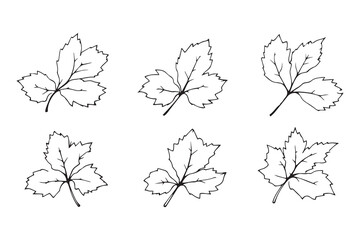 Set of 6 pec in two row  Blackcurrant Leaf line art on white background 