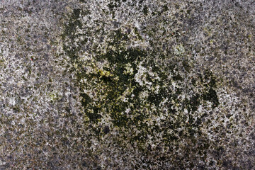 Wet, moldy concrete driveway surface with visible mold and moisture.