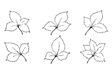 Set of 6 pec in two row  Blackcurrant Leaf line art on white background
