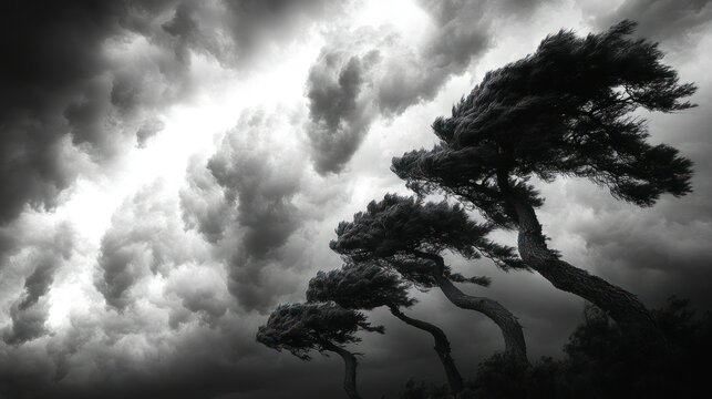 Stormy trees against a dark sky