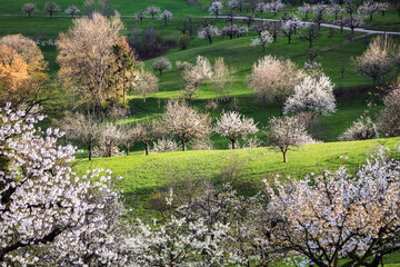 Light play of the late afternoon sun on a hill side