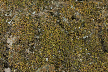 dry moss texture on ground with cracked earth background