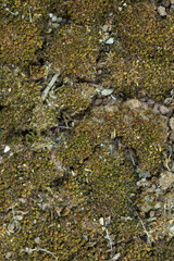 dry moss texture on ground with cracked earth background