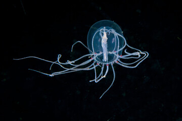 Bell Medusa (Polyorchis penicillatus), a transparent hydromedusa species photographed during a blackwater dive off the coast of California