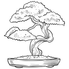 bonsai tree handdrawn illustration