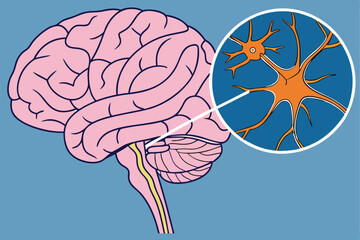 73 Medical illustration, human brain anatomy, neuron synapse close-up, cross-section view, educational diagram, vibrant colors, pink brain tissue, blue background, orange neurotransmitters, scientific