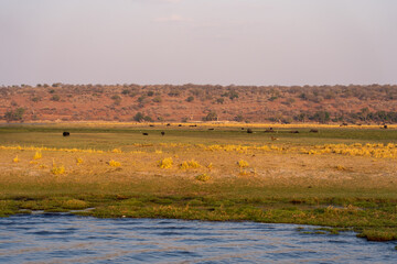 The Bank of the chobe river glows in the evening light as the sun sets in botswana africa 