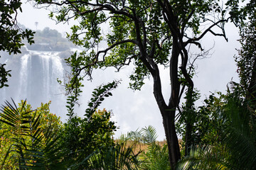 Lush green trees in the foreground with the victoria falls in the background with sheets of water cascading down 