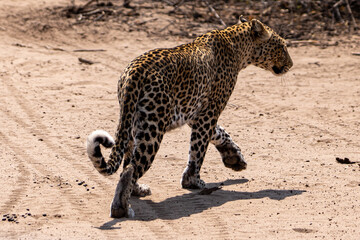 A Leopard is walking to the right with one paw in the air and looking into the distance on a hot day in chobe national park 