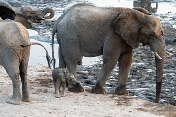Baby elephant (very small) standing in front of its mother with its trunk extended at a waterhole in botswana 