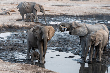 Elephants playing and drinking at a muddy waterhole in botswana africa with the sun setting the...