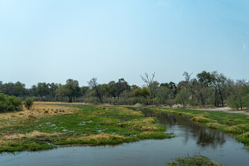 Green wetlands of the okavango delta and waterway with trees on both sides in the moremi national...
