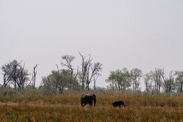 A big and a small elephant walking in the moremi national park botswana okavango delta  in the savannah 