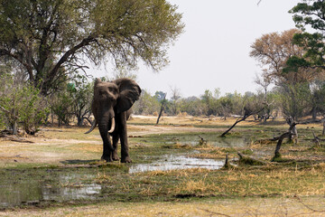 elephant standing on the edge of a waterhole in the wetlands of  moremi national park botswana okavango delta with the wetlands in the background on a sunny day 