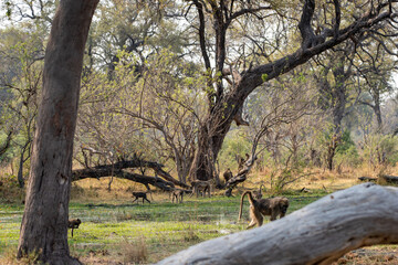 baboons foraging in the wetlands of the moremi national park botswana 