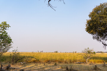 view over the yellow grassy plains of the okavango delta with blue sky 