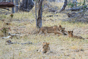 lion cubs playing in the yellow grass of the moremi national park in the okavango delta botswana 