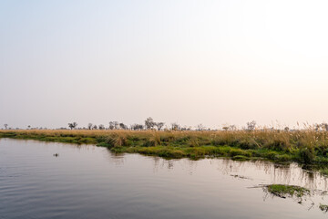 Okavango waterway in the morning with a pink sky and green and yellow grass on the edge 