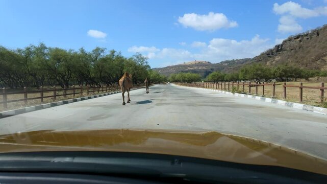 Open range camels at the Wadi Darbat oasis, near Salalah, Oman