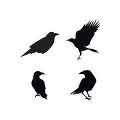 raven icon vector illustration template design