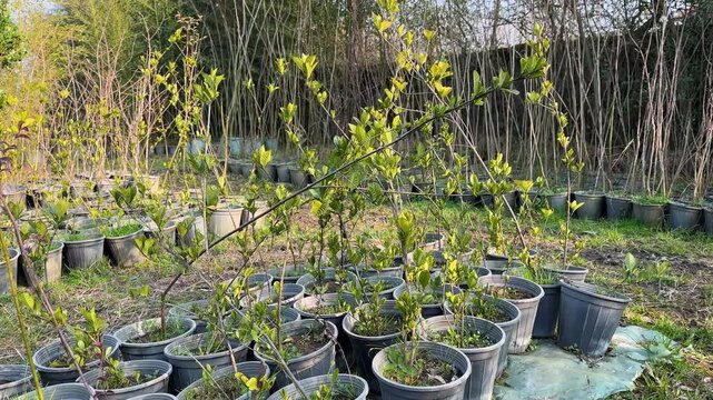 tree nursery garden and greenery sprout bud green in spring season iran business sunset sunrise hyrcanian forest parrotia persica caspian native persian azerbaijan landscape village in cloudy weather