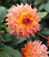 Vibrant Orange Dahlia in Bloom