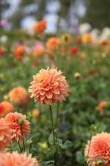 Vibrant Orange Dahlias in Bloom