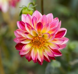 Fototapeta premium Vibrant dahlia flower in bloom.