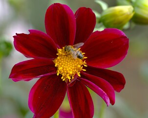 Bee on vibrant red flower