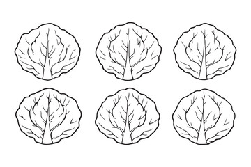Set of 6 pec in two row  Cabbage  Leaf line art on white background