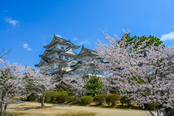 桜と伊賀上野城の風景 三重県伊賀市 日本