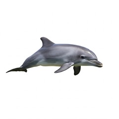 Naklejka premium Dolphin isolated on clean white background in natural light 