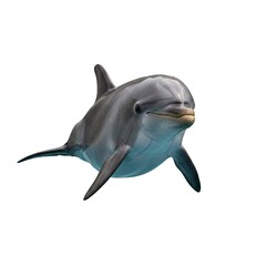 Fototapeta premium Dolphin isolated on white background in wide 16:9 format with smooth skin texture 