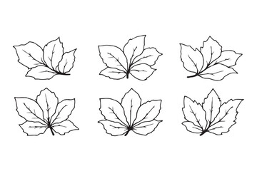Set of 6 pec in two row  Camphor Leaf line art on white background