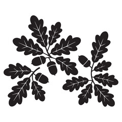 Oak branches with acorns, Vector Black silhouettes. with white background © firoz