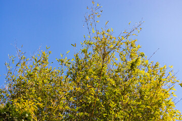 Bamboo Forest with Golden Canes