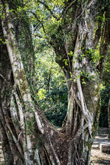 Heart-Shaped Tree Trunk in a Forest Sanctuary