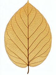 Fototapeta premium Intricate detail of a dried leaf, showcasing its delicate vein structure against a white background. Perfect for design, botanical studies, and nature-themed projects.