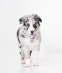 cute beautiful border collie puppy marble color in studio on white background