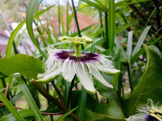 beautiful colored passion fruit flowers