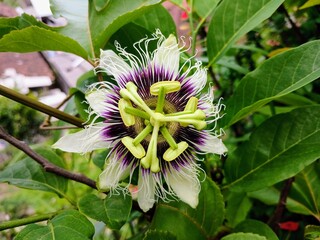 passion fruit flower in pollination