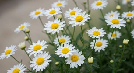In a natural setting, a cheerful cluster of white daisies with bright yellow centers and green stems is highlighted by a shallow depth of field