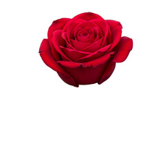 Fototapeta premium Red Rose Flower Image on Transparent background
