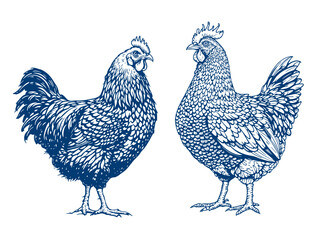 chickens and rooster. Decorative bird hen silhouette pattern realistic engrave. Farm animal logo. Vector illustration of a poultry in vintage style