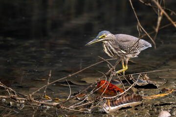 Striated Heron - Butorides striata, beautiful small heron from African and Asian marsches and fresh waters, Singapore.
