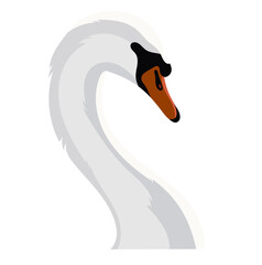 White Swan Bird Animal Isolated on White Background