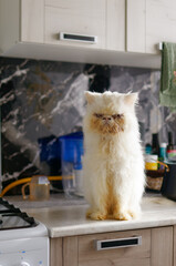 An angry Persian cat is sitting on the kitchen table.